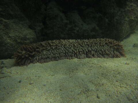 Image of Prickly Redfish