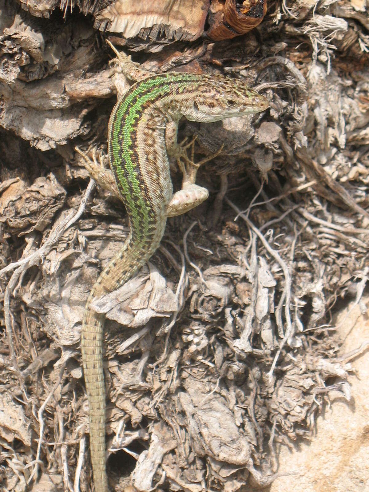 Image of Ibiza Wall Lizard