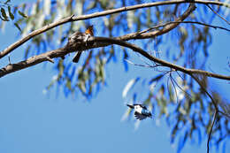 Image of Satin Flycatcher