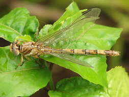 Image of Clubbed Talontail