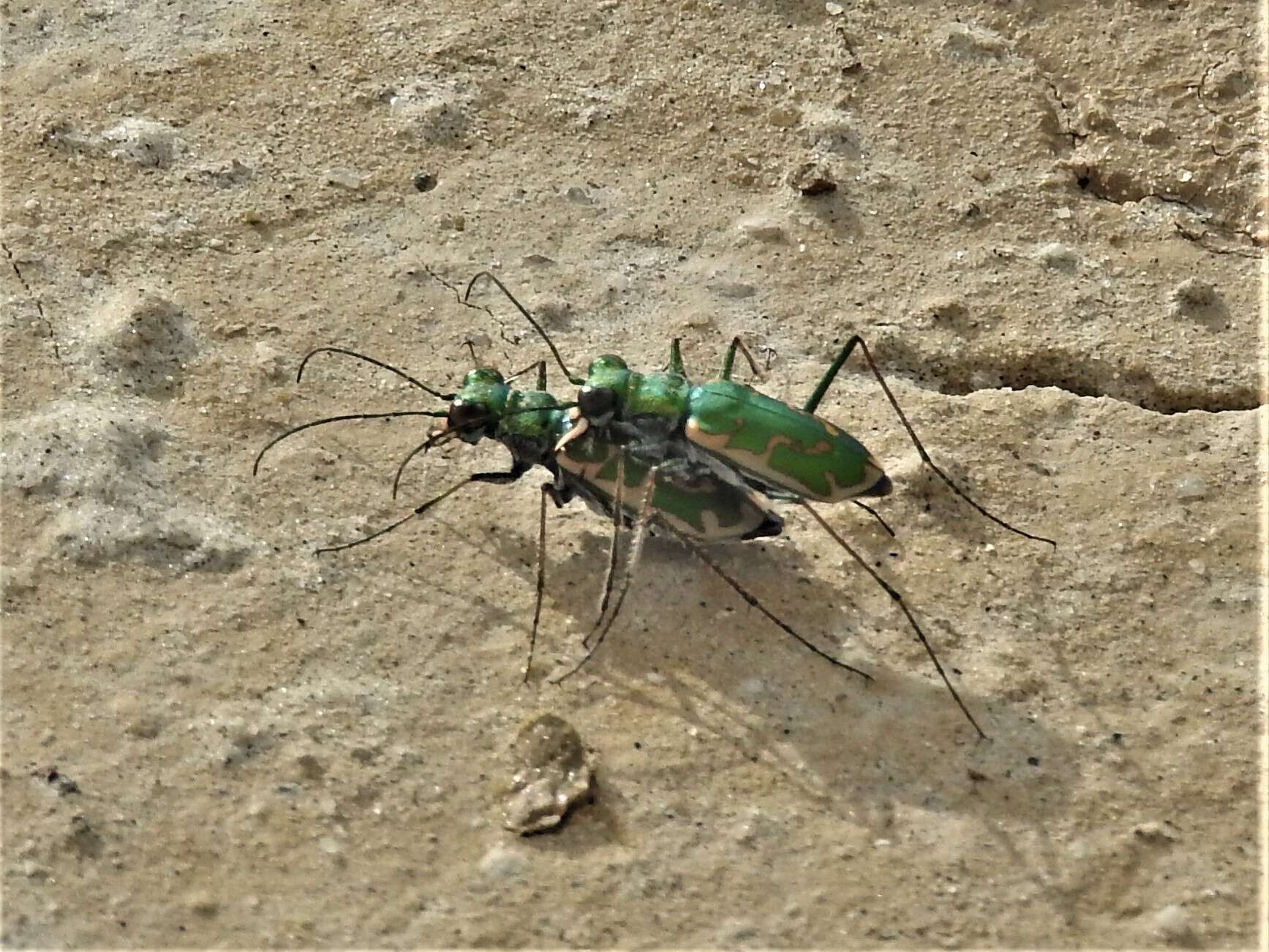 Image of Ellipsoptera rubicunda (E. D. Harris 1911)