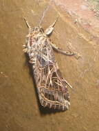 Image of Spodoptera littoralis Boisduval 1833