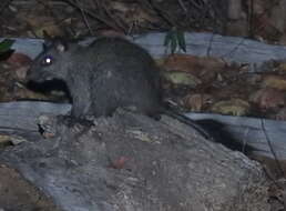 Image of Black-footed Mesembriomys