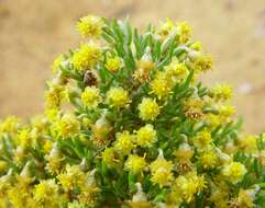 Image of Gilberta tenuifolia Turcz.