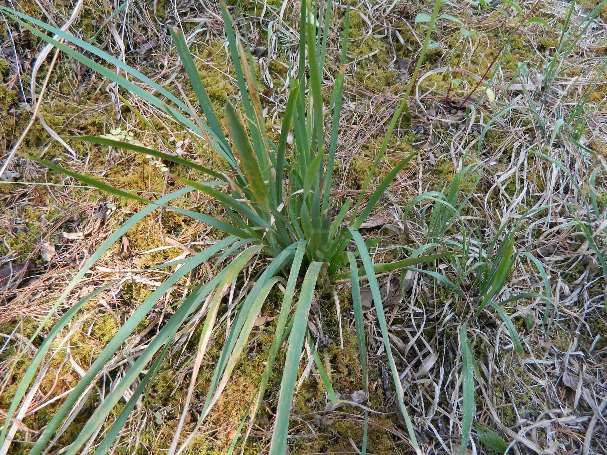 Orthrosanthus exsertus (R. C. Foster) Ravenna的图像