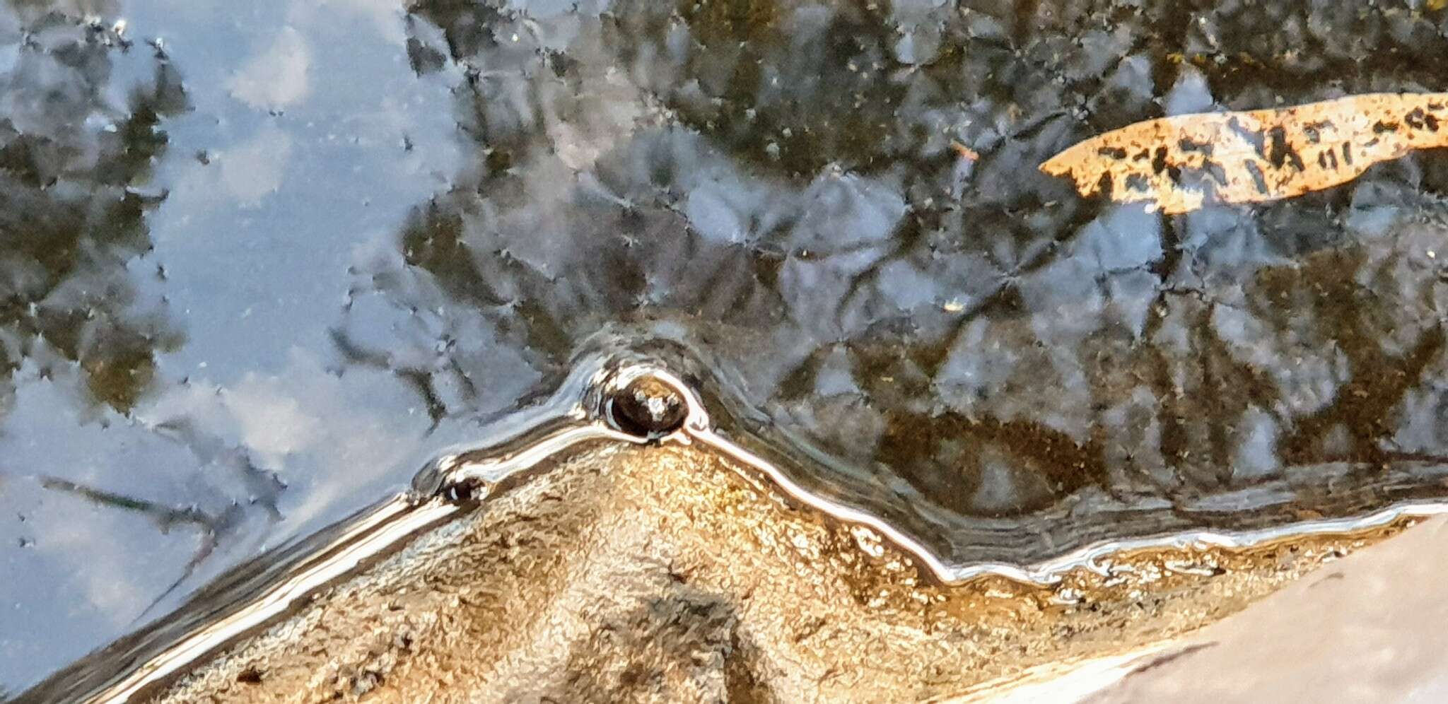 Image of Northern Flinders Ranges froglet