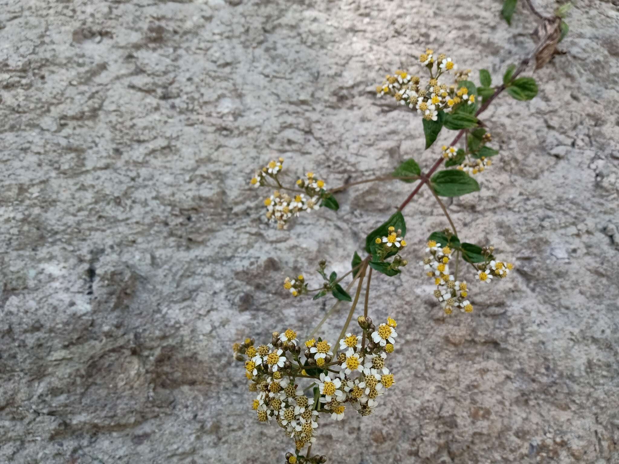 Image de Alloispermum integrifolium (DC.) H. Rob.