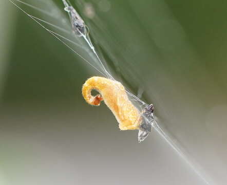 Image of Scorpion Tailed Spider