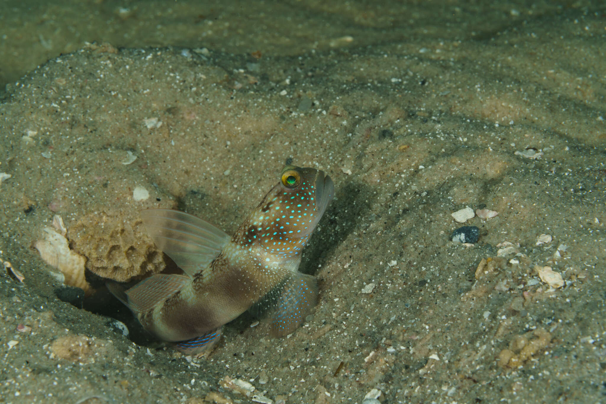 Image of Y-bar shrimp goby