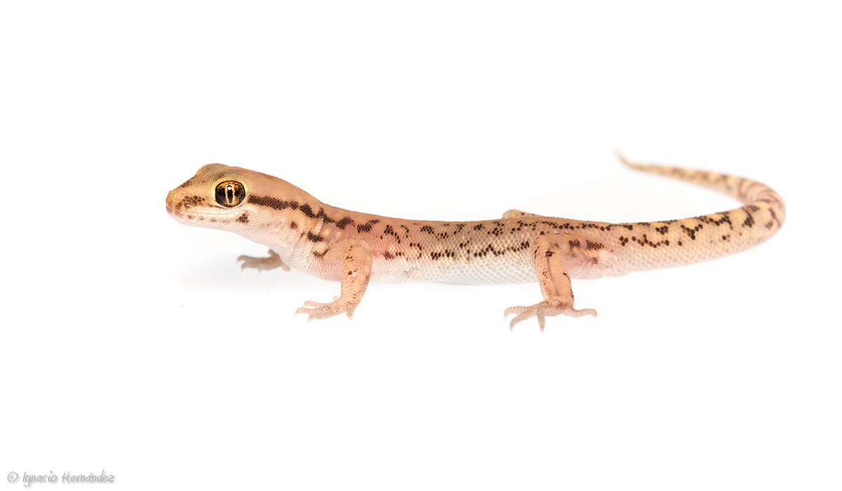 Image of Marked geckos