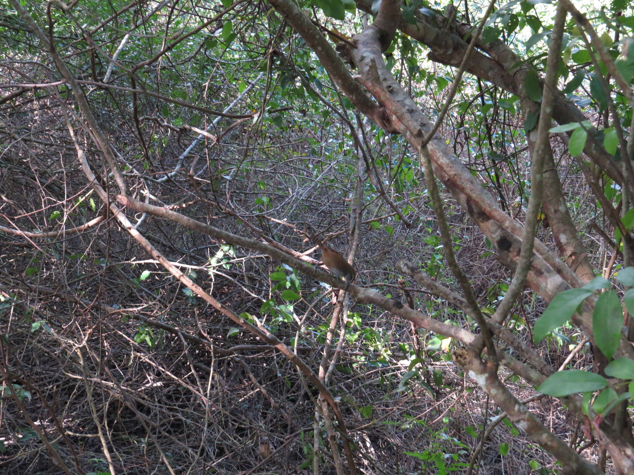 Image of Spot-breasted Wren