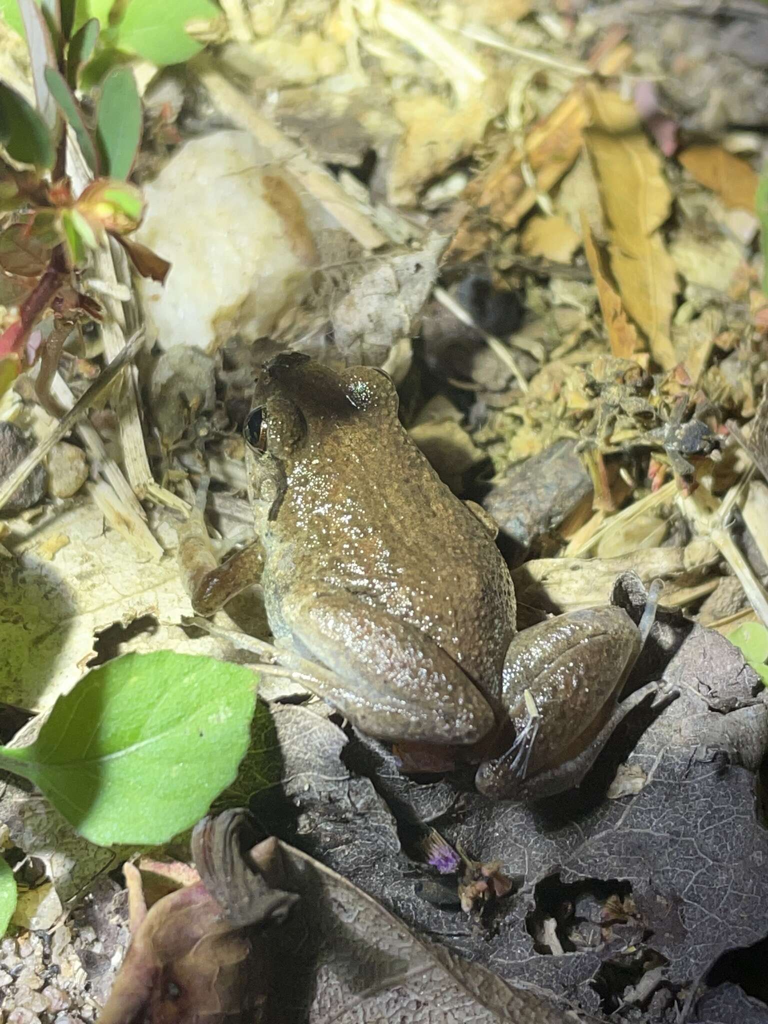 Arthroleptis poecilonotus Peters 1863的圖片