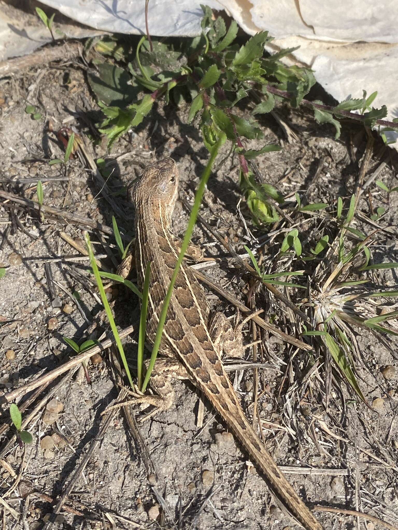 Image of Goldman's Bunchgrass Lizard