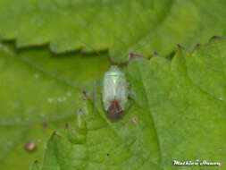 Apolygus spinolae (H. Meyer-Dur 1841) resmi