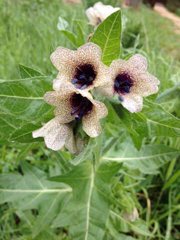 Image of black henbane