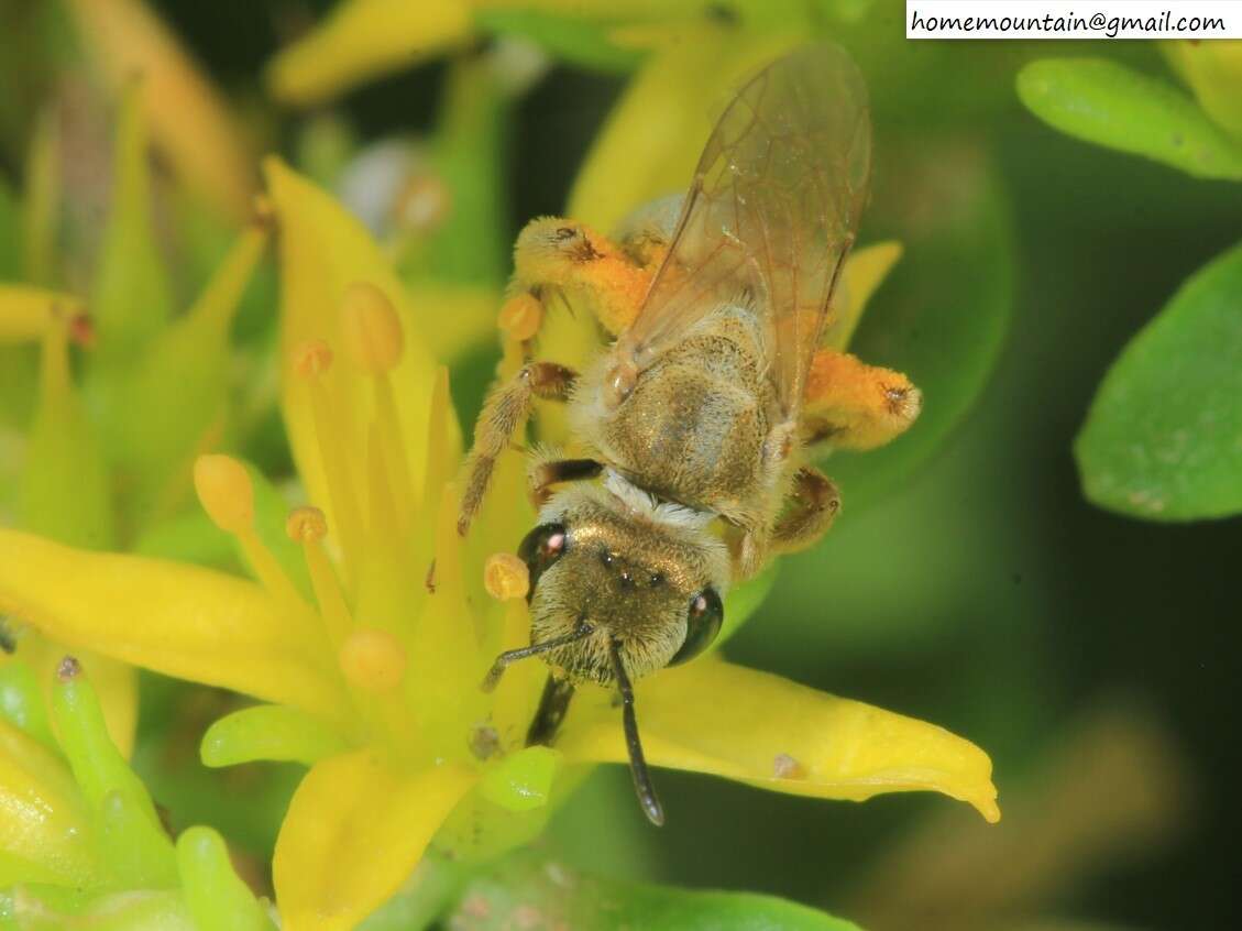 Image of Halictus pseudovestitus Blüthgen 1925