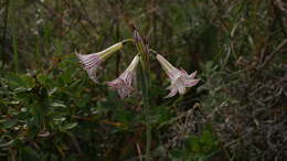 Image de Olsynium biflorum (Thunb.) Goldblatt