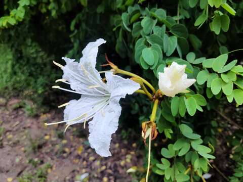 Image of Bauhinia winitii Craib