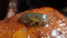 Image of rayed limpet