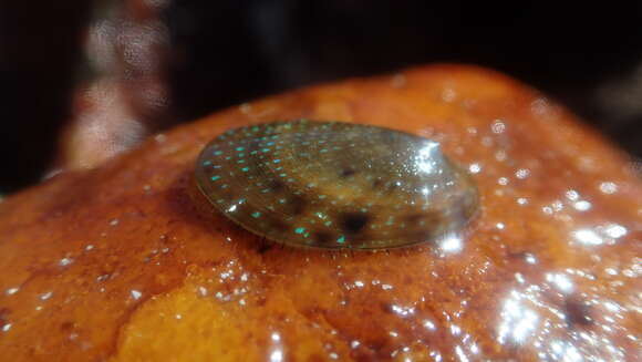 Image of rayed limpet