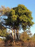 Image of Grey-bark saucer-berry