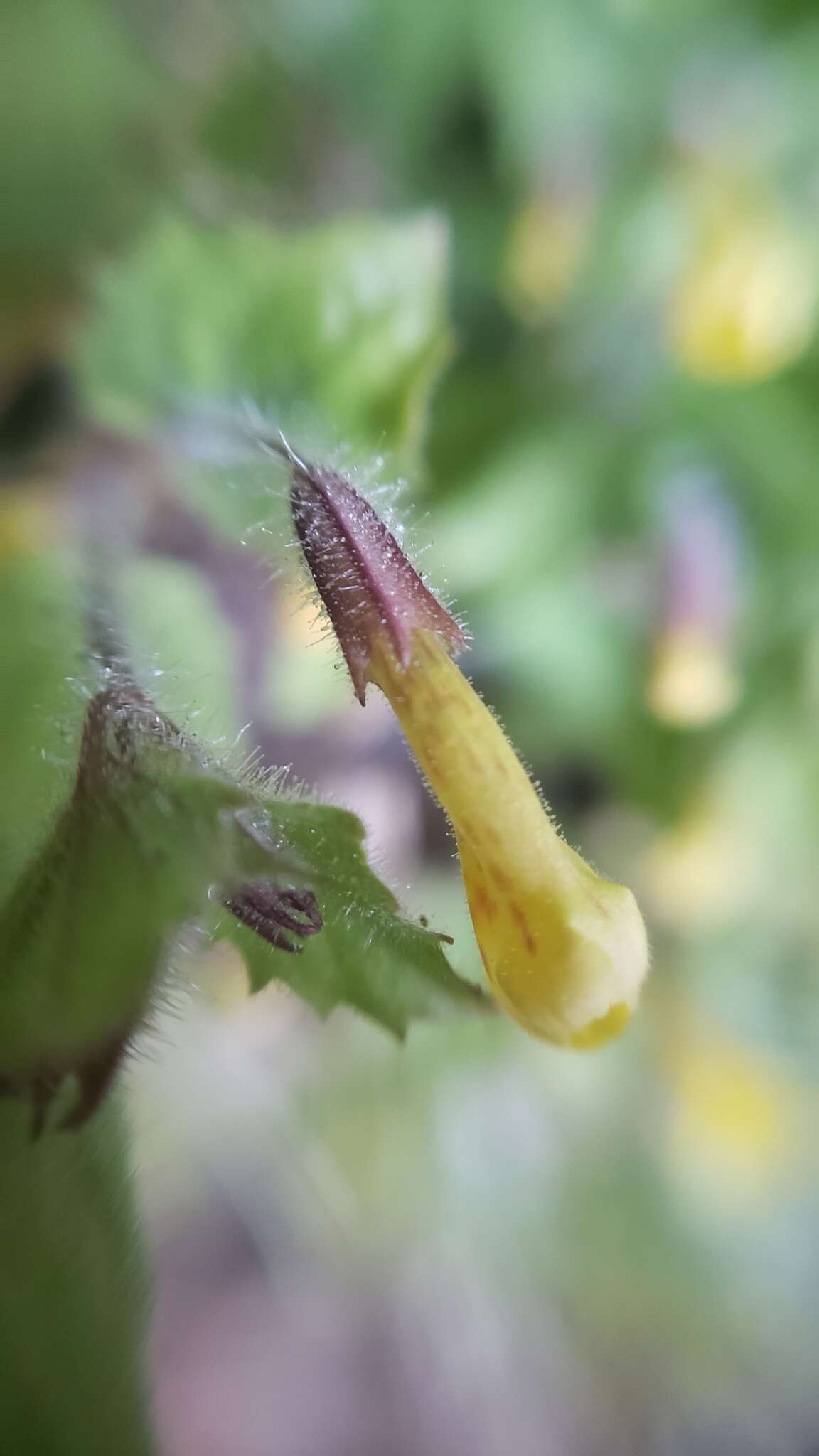 Image of Dudley's monkeyflower