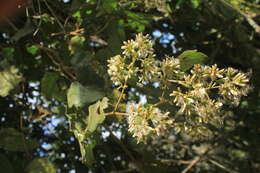 Image de Jungia ferruginea L. fil.