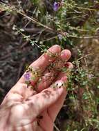 Image of Violet Mint-bush