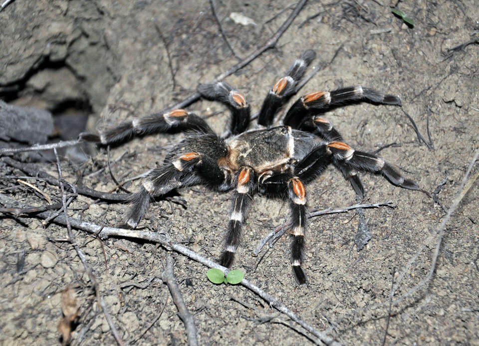 Image of Mexican flameknee tarantula