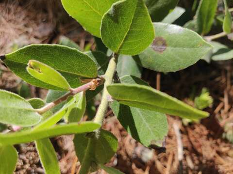 Image of Arctostaphylos tomentosa subsp. hebeclada (DC.) V. T. Parker, M. C. Vasey & J. E. Keeley