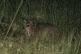 Plancia ëd Macropus rufogriseus banksianus (Quoy & Gaimard 1825)