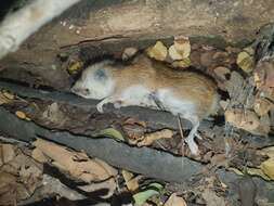 Image of Red Rock Rat