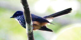 Image of Buru Northern Fantail