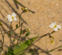 Image of lyrate rockcress