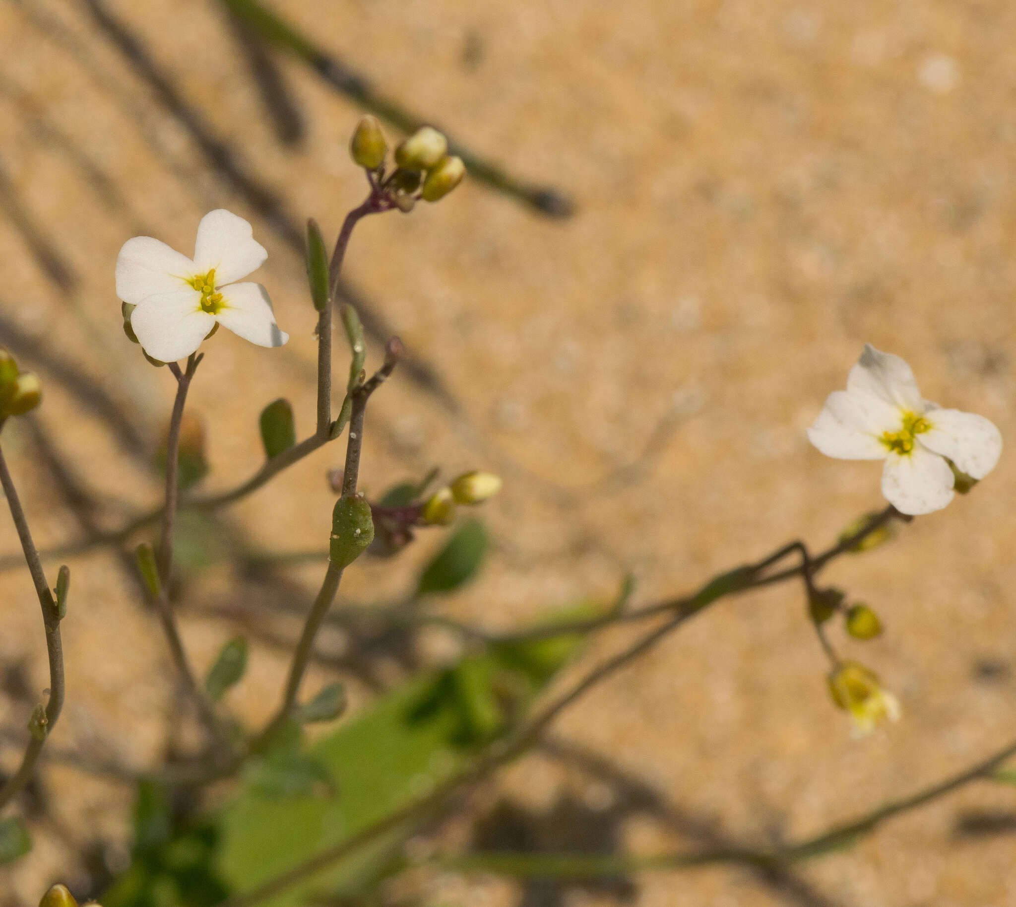 Image of lyrate rockcress