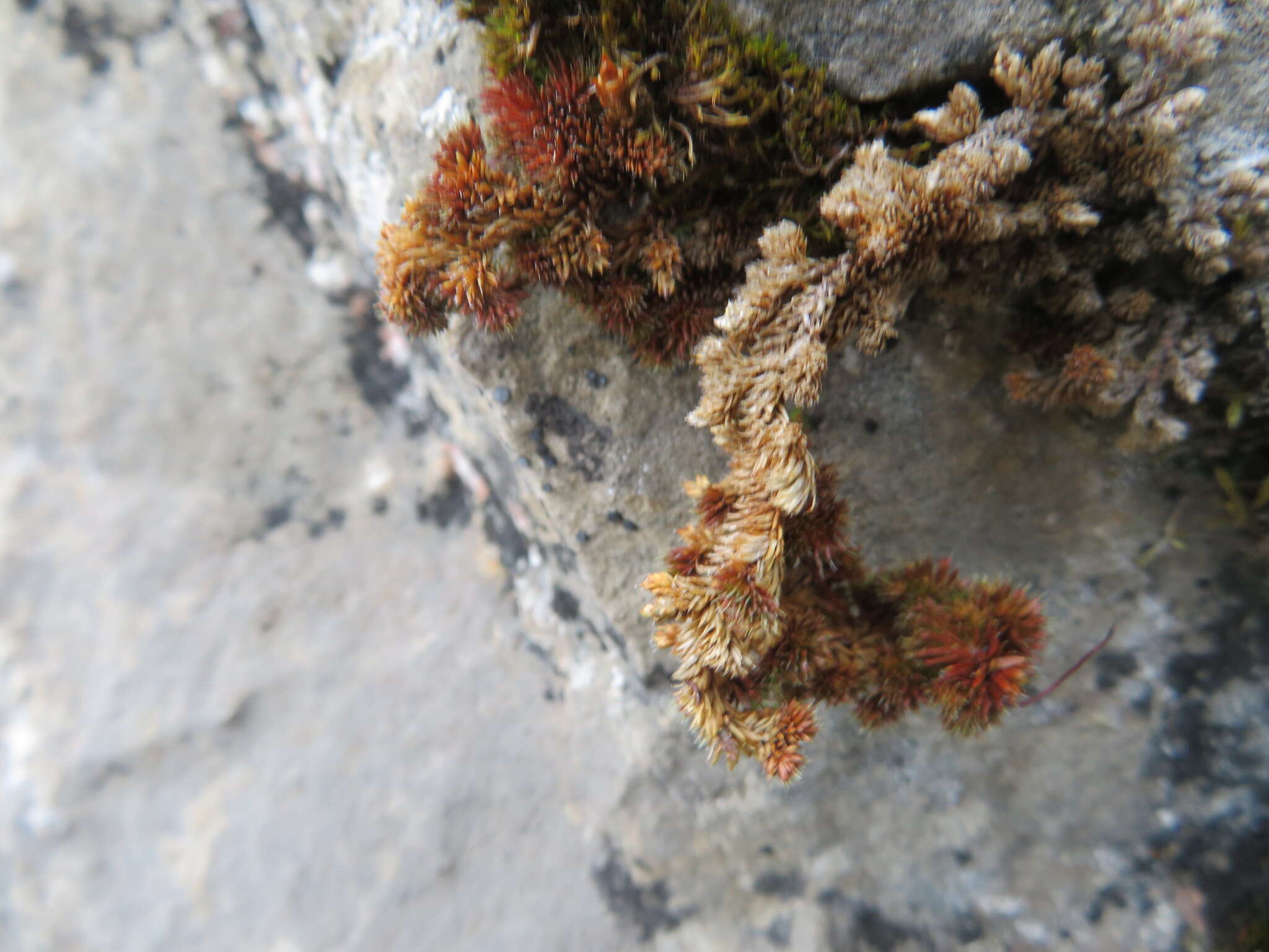 Image of Rocky Mountain spikemoss