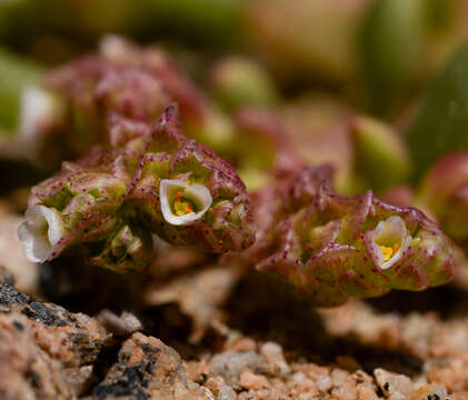 Cistanthe calycina (Philippi) Carolin ex Hershkovitz resmi