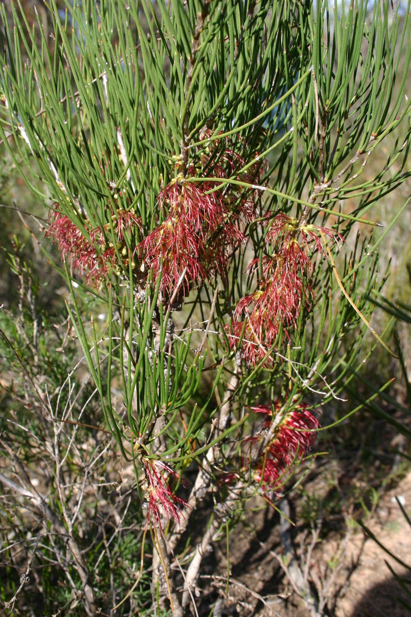 Image of Melaleuca alilateralis Craven & R. D. Edwards