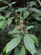 Strobilanthes longespicatus Hayata resmi