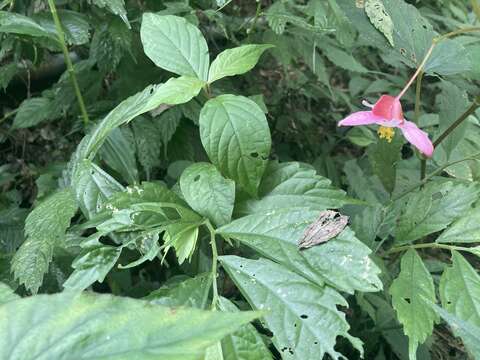 Слика од Begonia buimontana Yamam.
