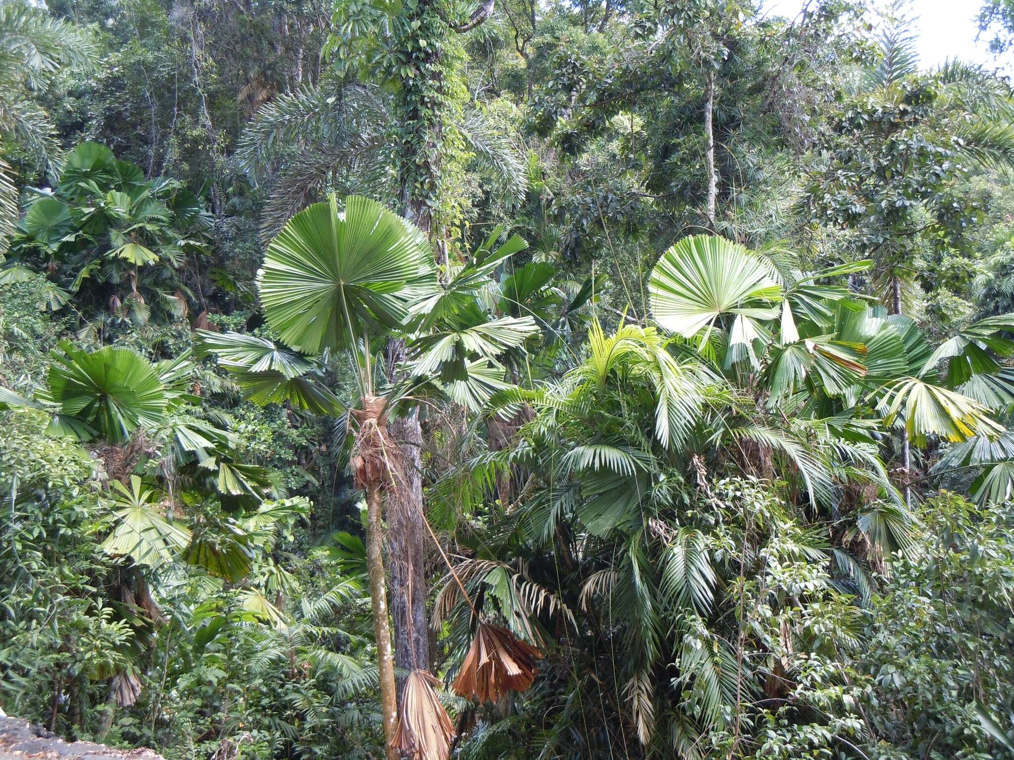 Image of Licuala fan palm