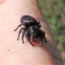 Image of Phidippus cryptus Edwards 2004