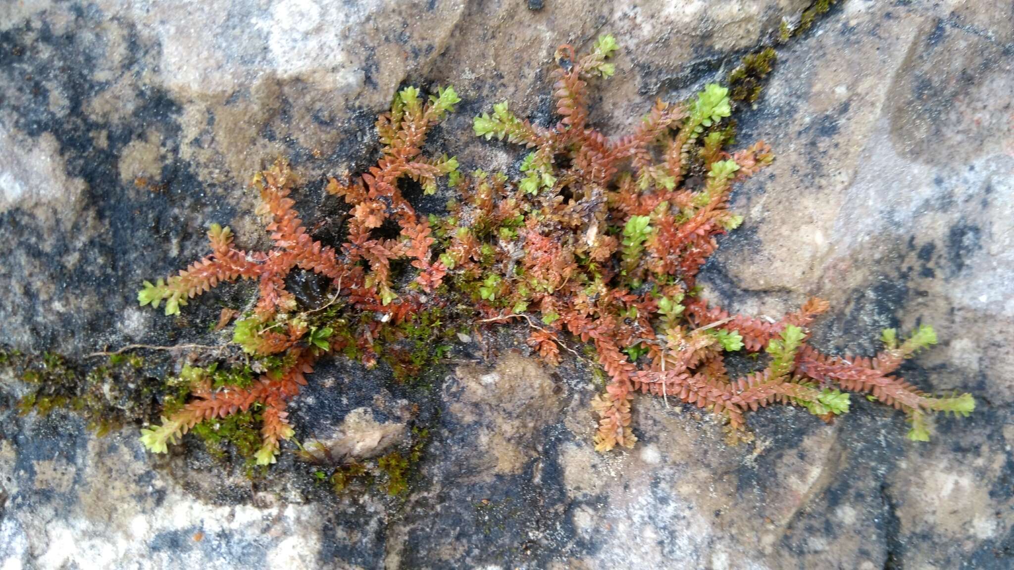 Image of Selaginella helvetica (L.) Spring