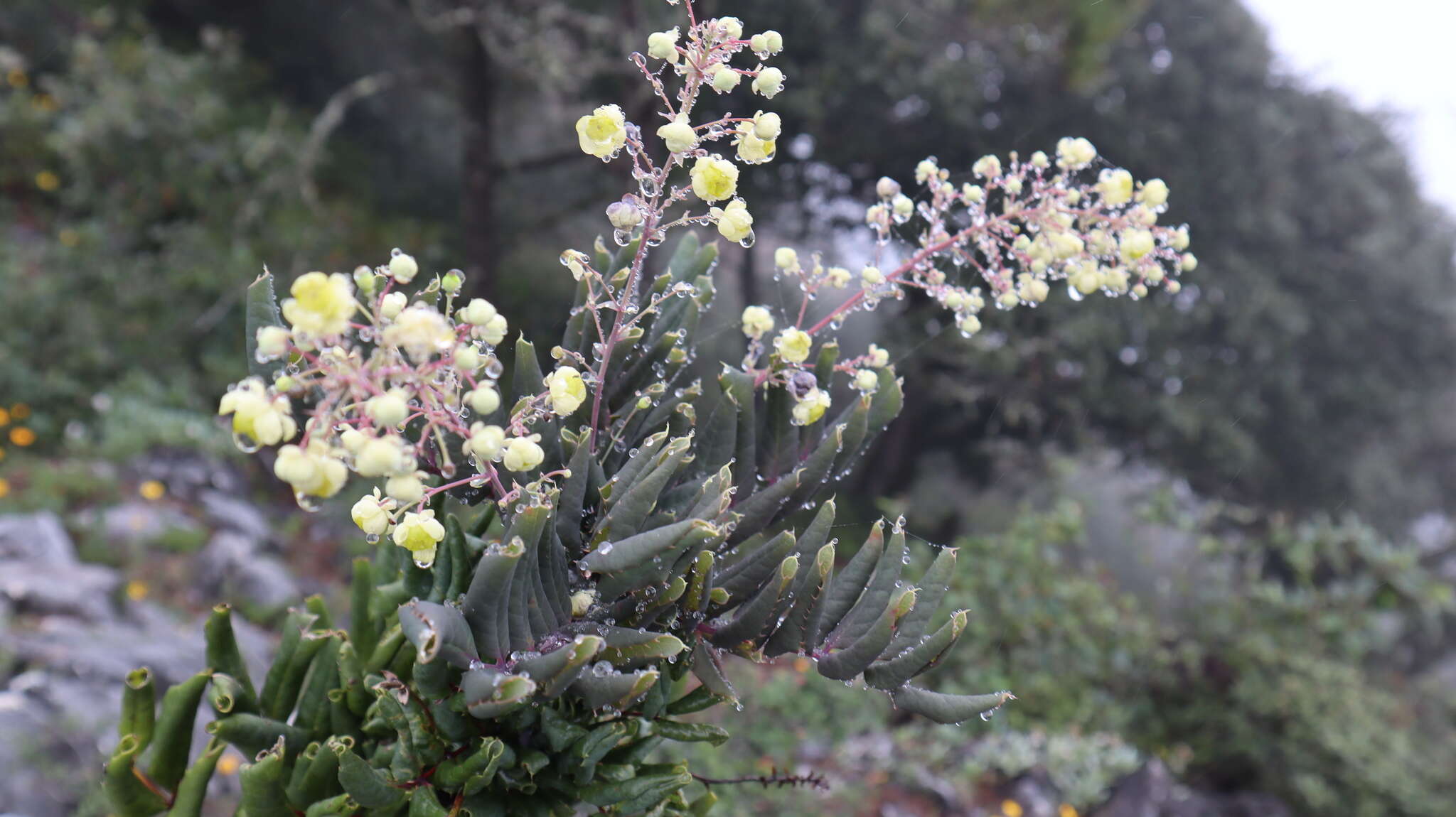 Image of Berberis pallida Hartw. ex Benth.