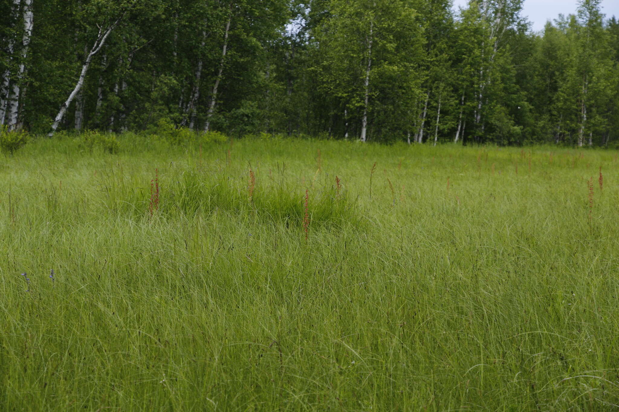 Rumex arcticus Trautv.的圖片