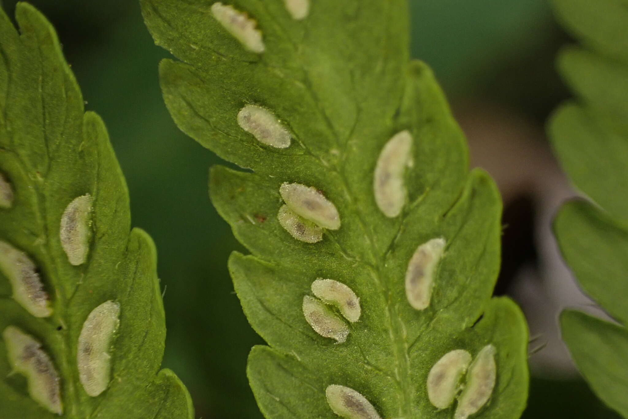 Image of Deparia jiulungensis (Ching) Z. R. Wang