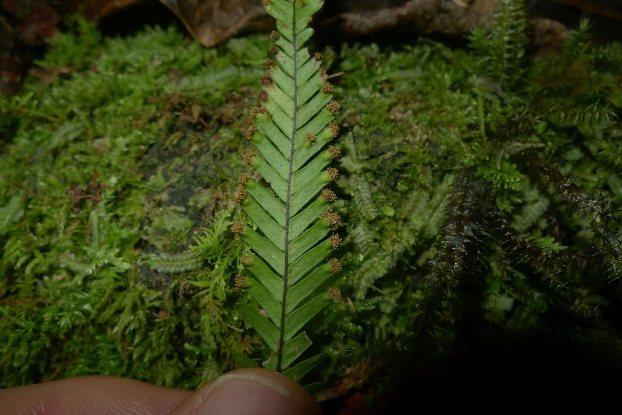 Image of Prosaptia contigua (G. Forst.) C. Presl