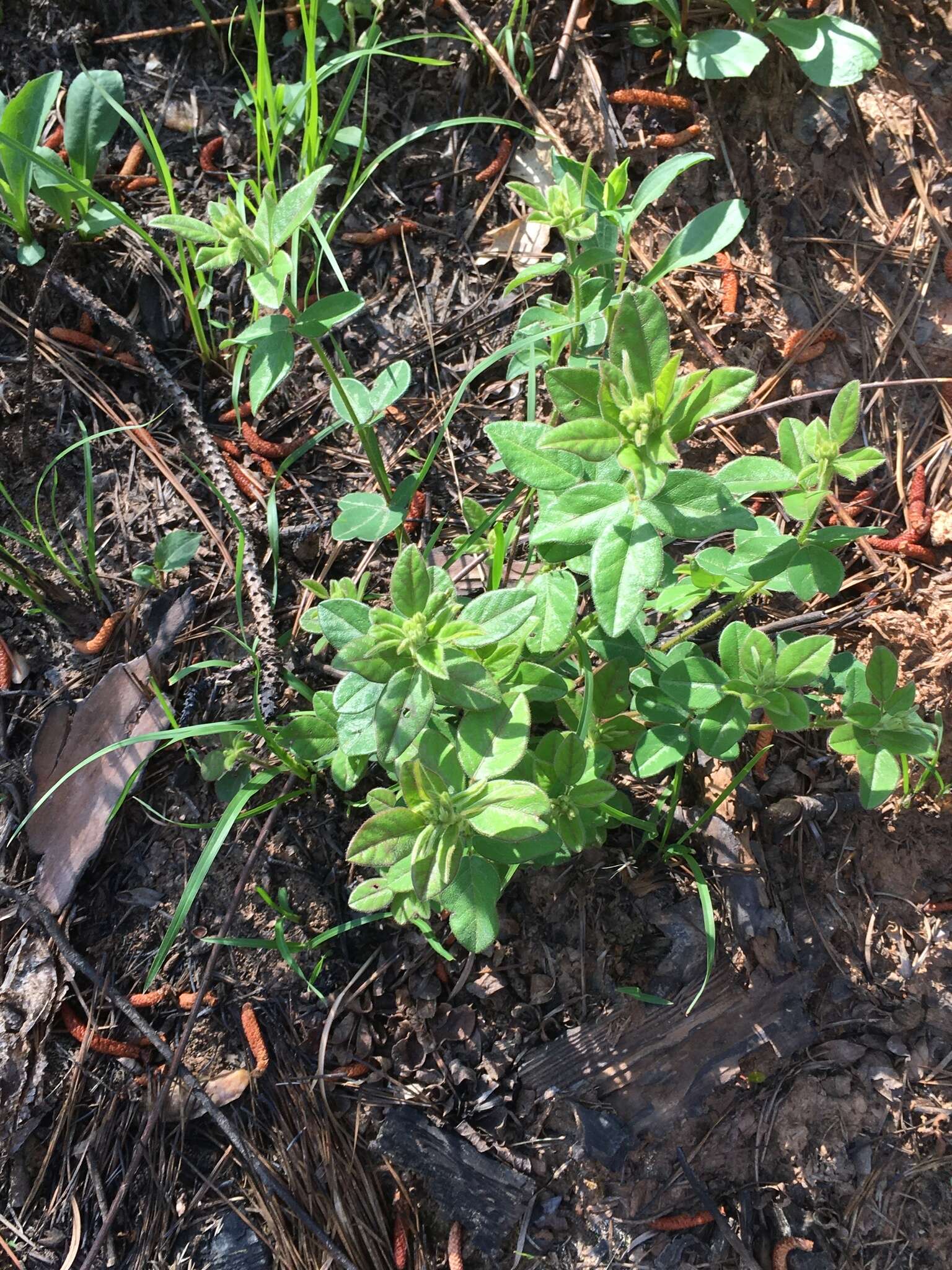 Image of hairy small-leaf ticktrefoil