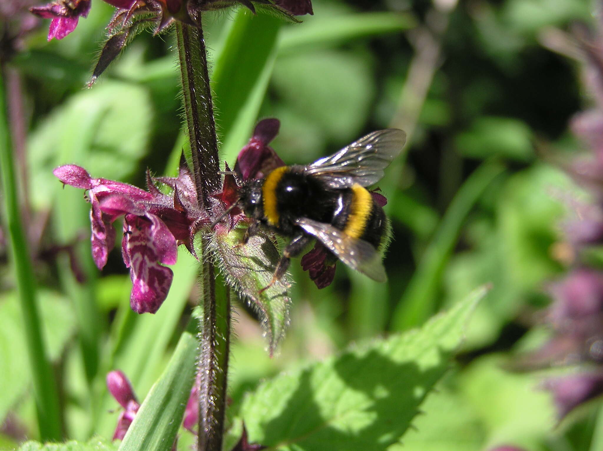 Image of hedge nettle