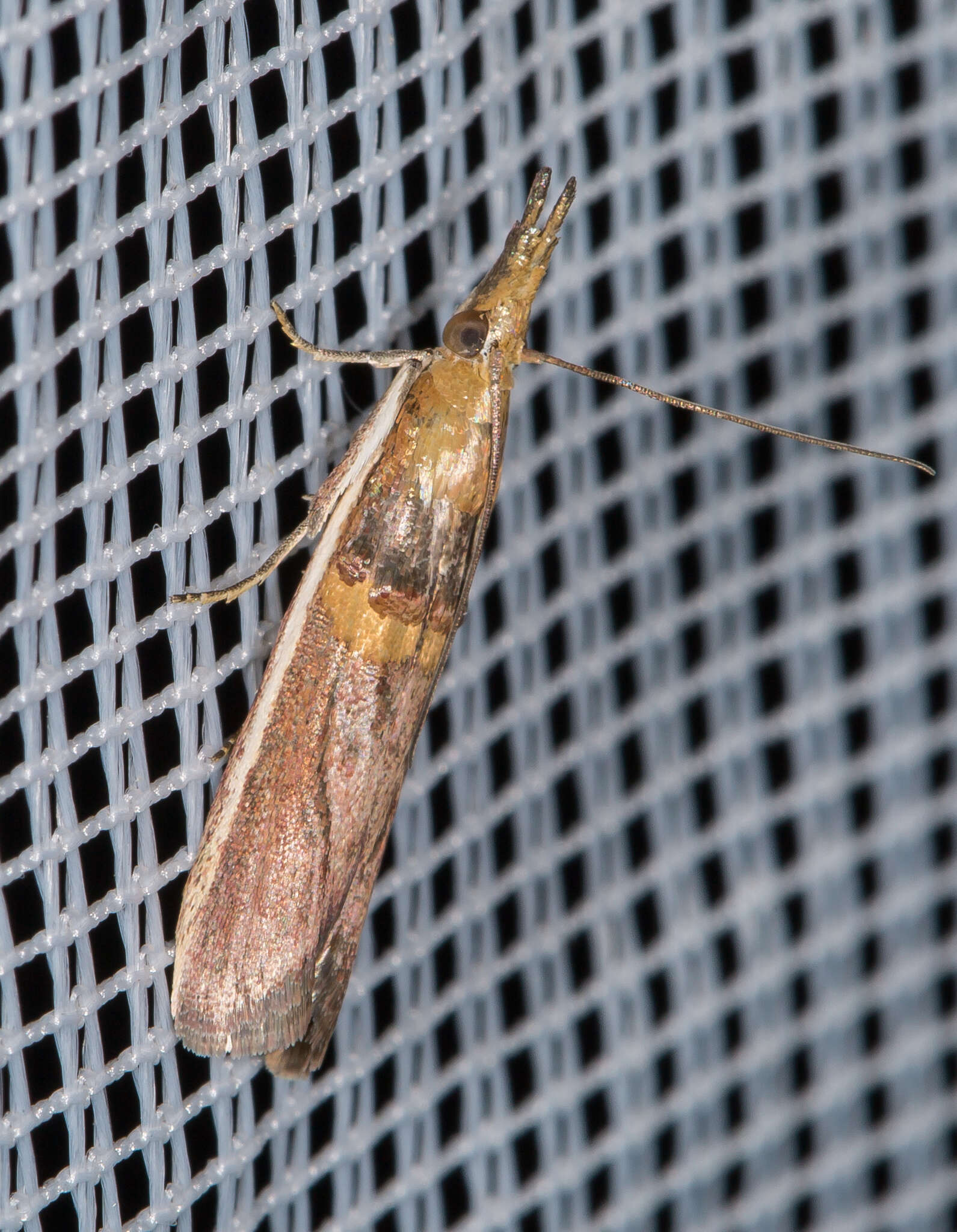 Image of Moth